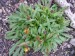 -coreopsis lanceolata - krásnoočko