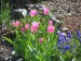 tulipány a modřence na skalce