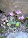 soldanella montana-dřípatka horská květ