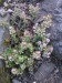 aethionema rotundifolia-sivutka okrouhlolistá odkvet