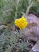 achillea tomentosa-řebříček plstnatý květ
