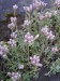 antennaria dioica-kociánek dvoudomý květ