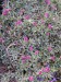 antennaria dioica-kociánek dvoudomý květ2