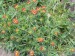 anthyllis montana-úročník květ