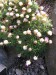 armenia caespitosa-trávnička květ