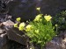 draba bruniifolia-osívka