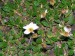 dryas octopetala-dryádka květ