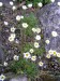 erigeron compositus-turan květ