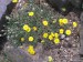 erigeron chrisopsidis-turan květ