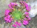 lewisia cotyledon george henley květ