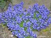 polygala calcarea lilet-zimostrázek, vítod květ