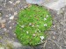 silene acaulis-silenka bezlodyžná květ