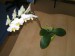 orchidej nová