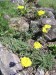 achillea tomentosa-řebříček plstnatý květ2.jpg