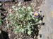 aster-astra kalifornská květ.jpg