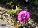 dianthus alpinus-hvozdík alpský.jpg