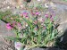 penstemon davidsonii menziesii-dračík květ1.jpg