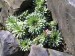 saxifraga longifolia-lomikámen dlouholistý květ.jpg