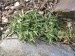 dianthus alpinus-hvozdík, karafiát alpský
