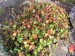 geranium dalmaticum-kakost dalmatský