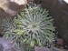 saxifraga longifolia-lomikámen dlouholistý